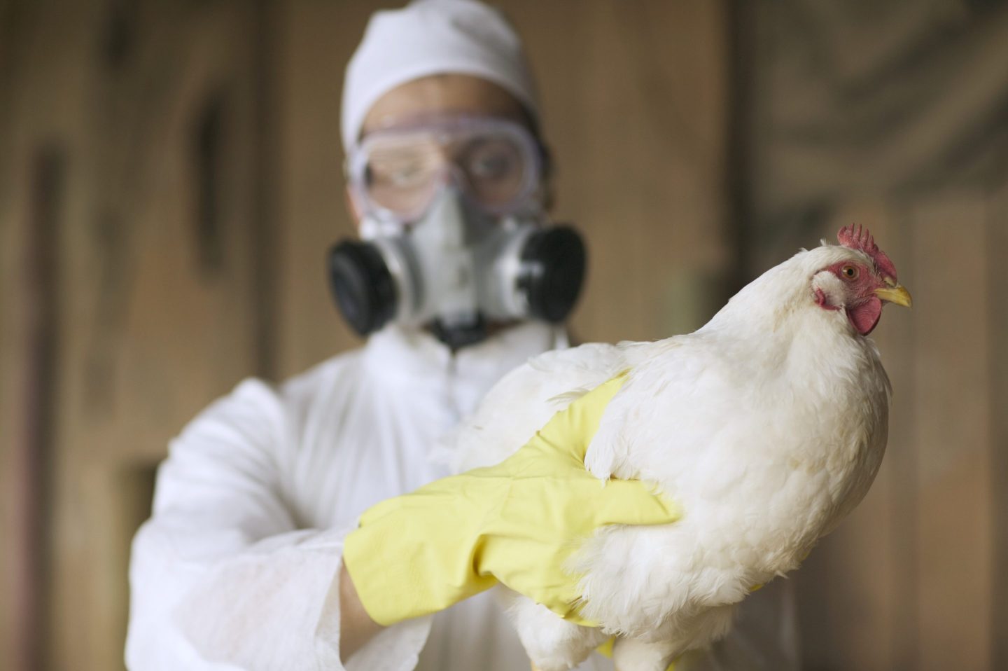 Man in mask, goggles and gloves holding chicken